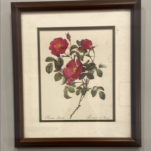 Framed Botanical Print with Pink Roses - Picture 1 of 3